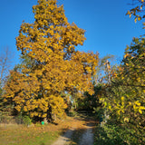 Shagbark Hickory in beautiful fall glory