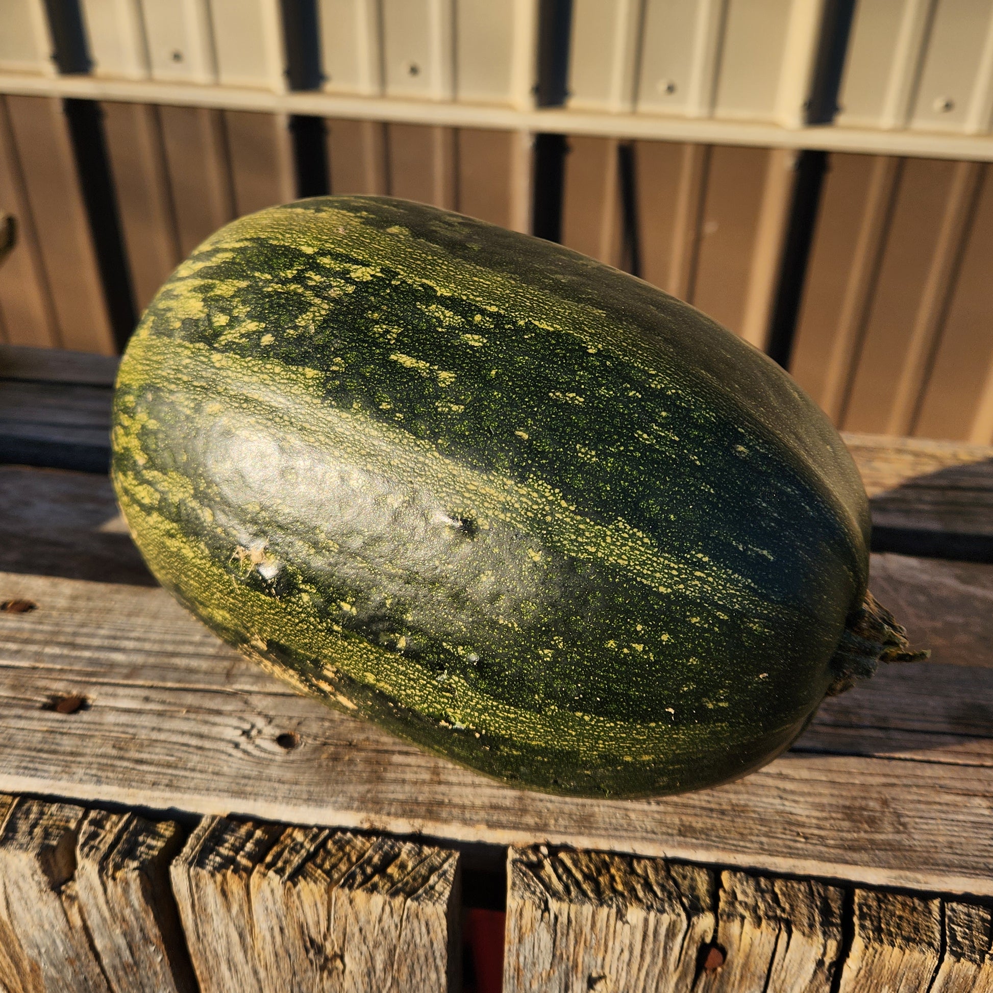 Volovski Macedonian Pumpkin – Great Lakes Staple Seeds