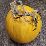 Melonette Jaspée de Vendée Pumpkin