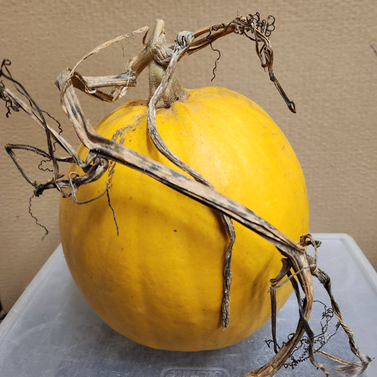 Melonette Jaspée de Vendée Pumpkin