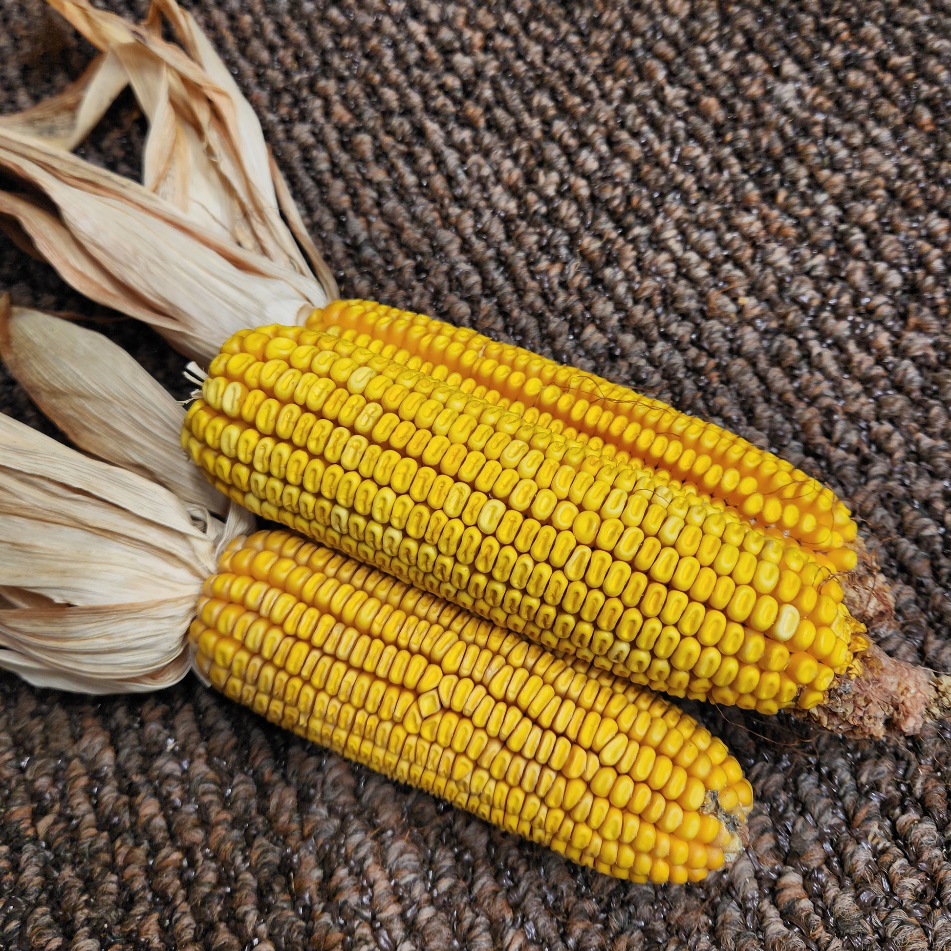 3 ears of Polar Dent Corn