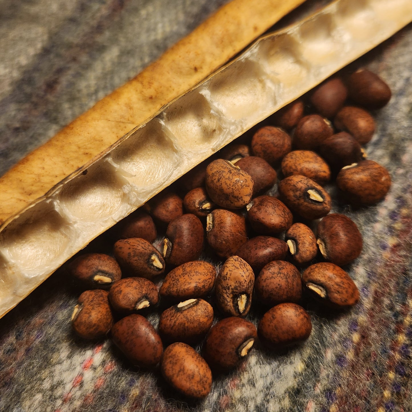 Community Table Climbing Cowpea