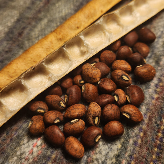 Community Table Climbing Cowpea