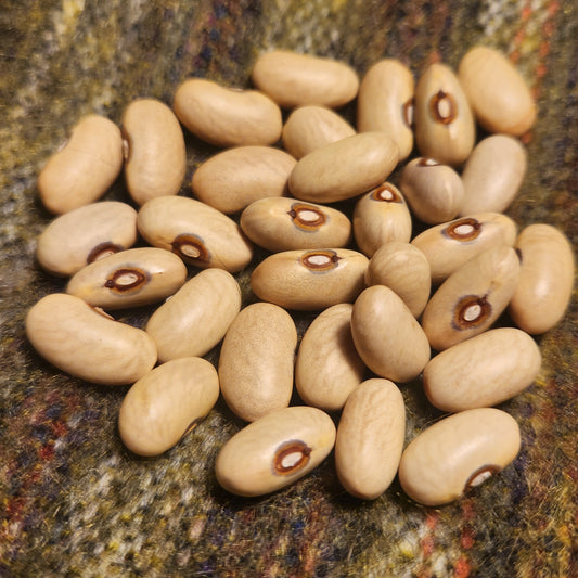 Verdon Bean