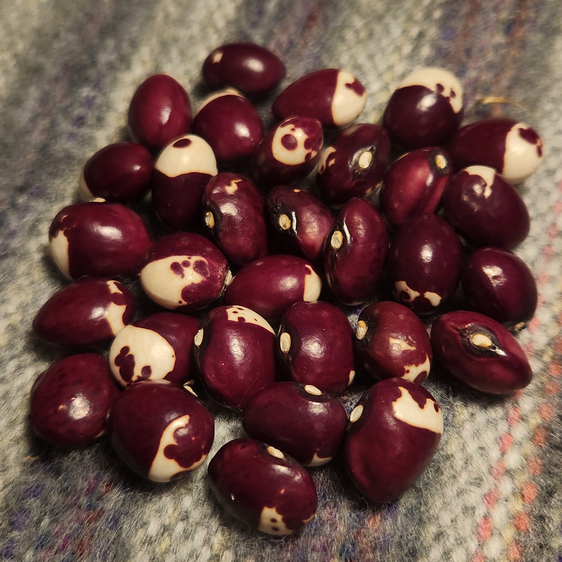 Yooni's Ennie Bona Pole Bean