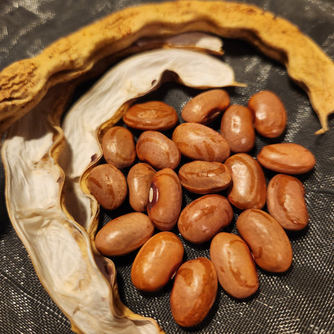 seeds of Annabelle's Wax Bean