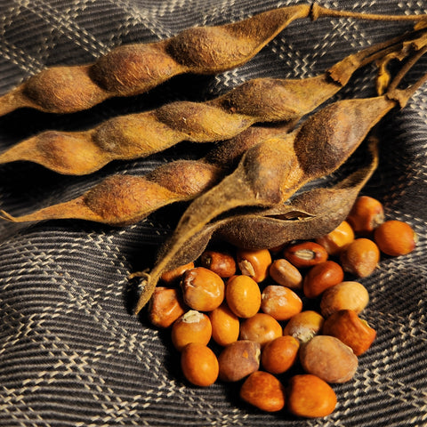 seeds of Gandul Bean (Pigeon Pea)