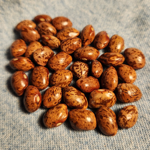 seeds of Ohio Cutshort Bean