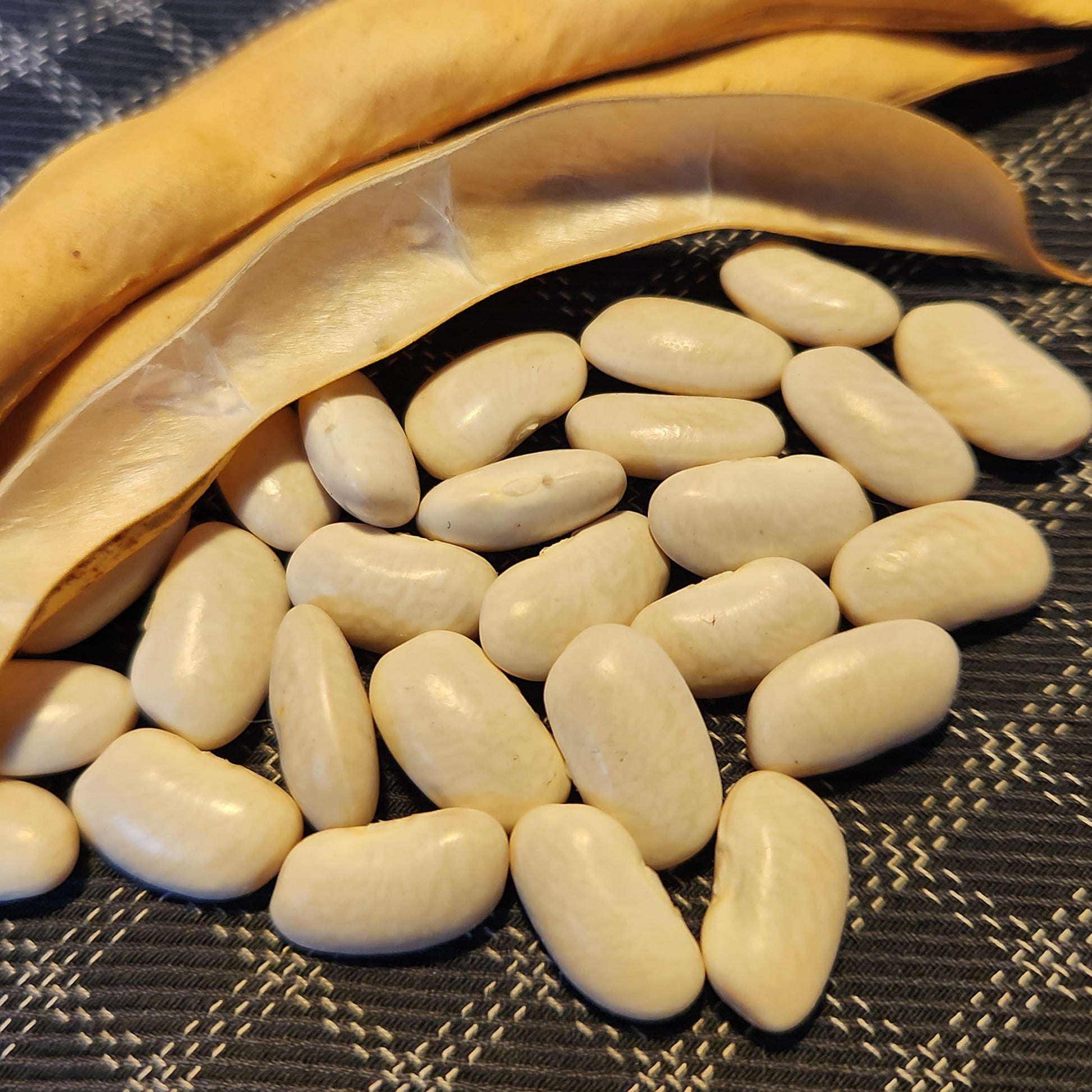 Pescia Pole Bean