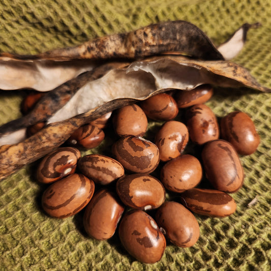 seeds of Piatti Family Italian Bean