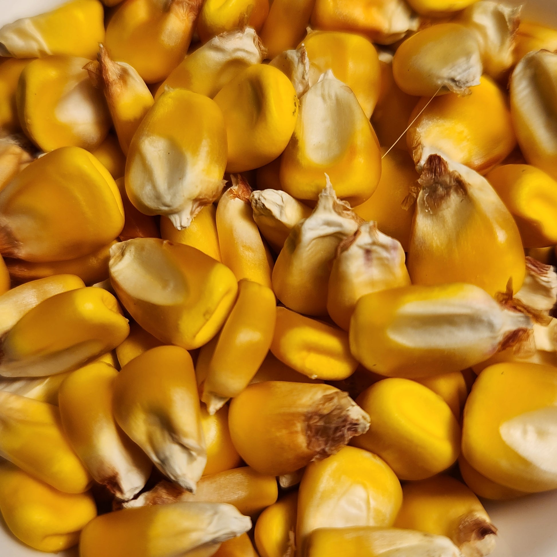 seeds of Polar Dent Corn