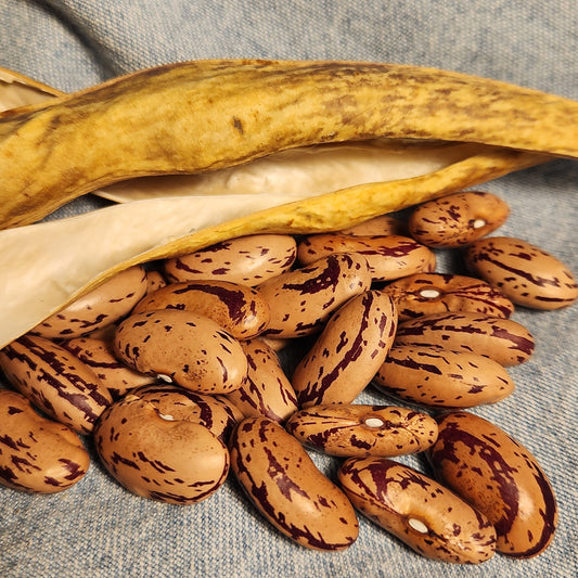 seeds of Schoolmaster's Goose Bean