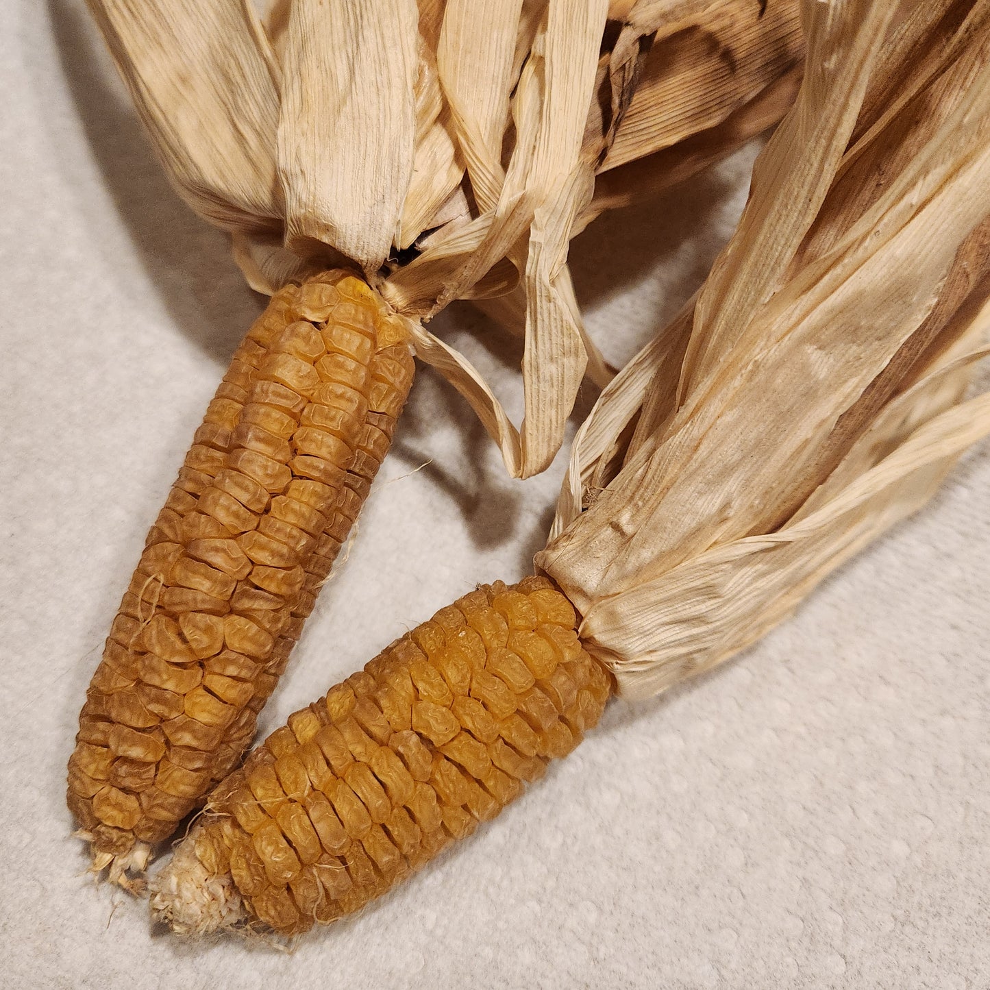 two Koas Corn