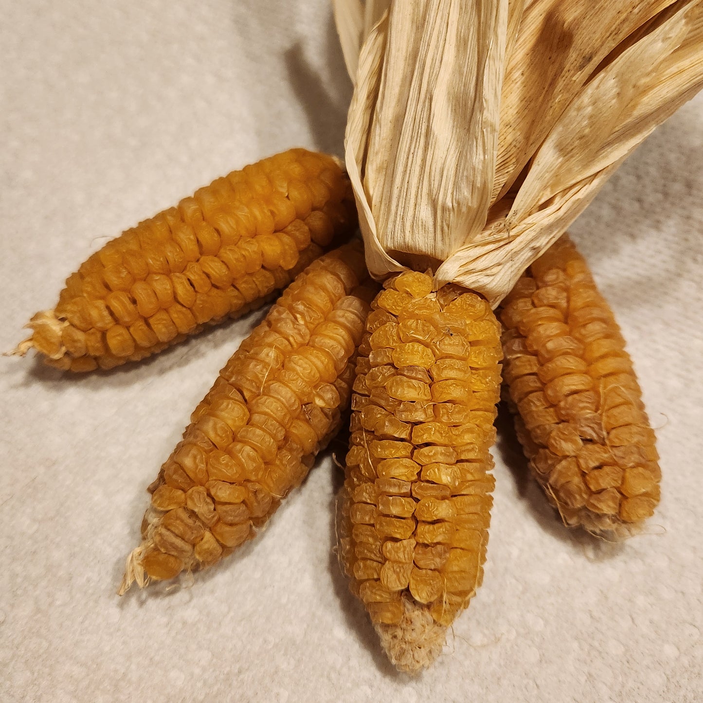 group of Koas Corn