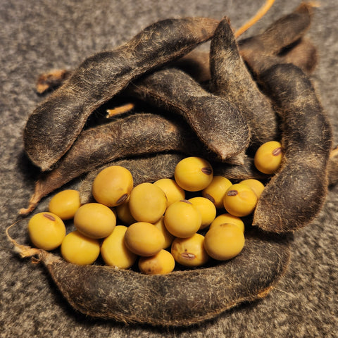 seeds and pods of Seneca Soybean