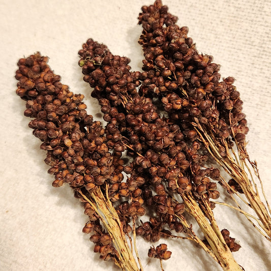 heads of Dry Farmed Ba Yi Qi Grain Sorghum (Milo)