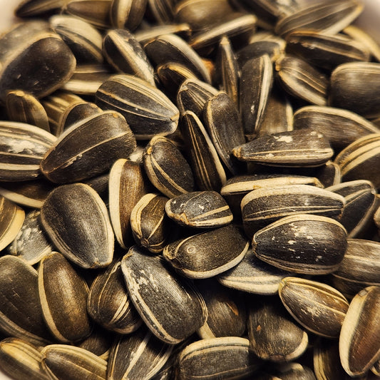 seeds of Homestead Small Striped Sunflowers