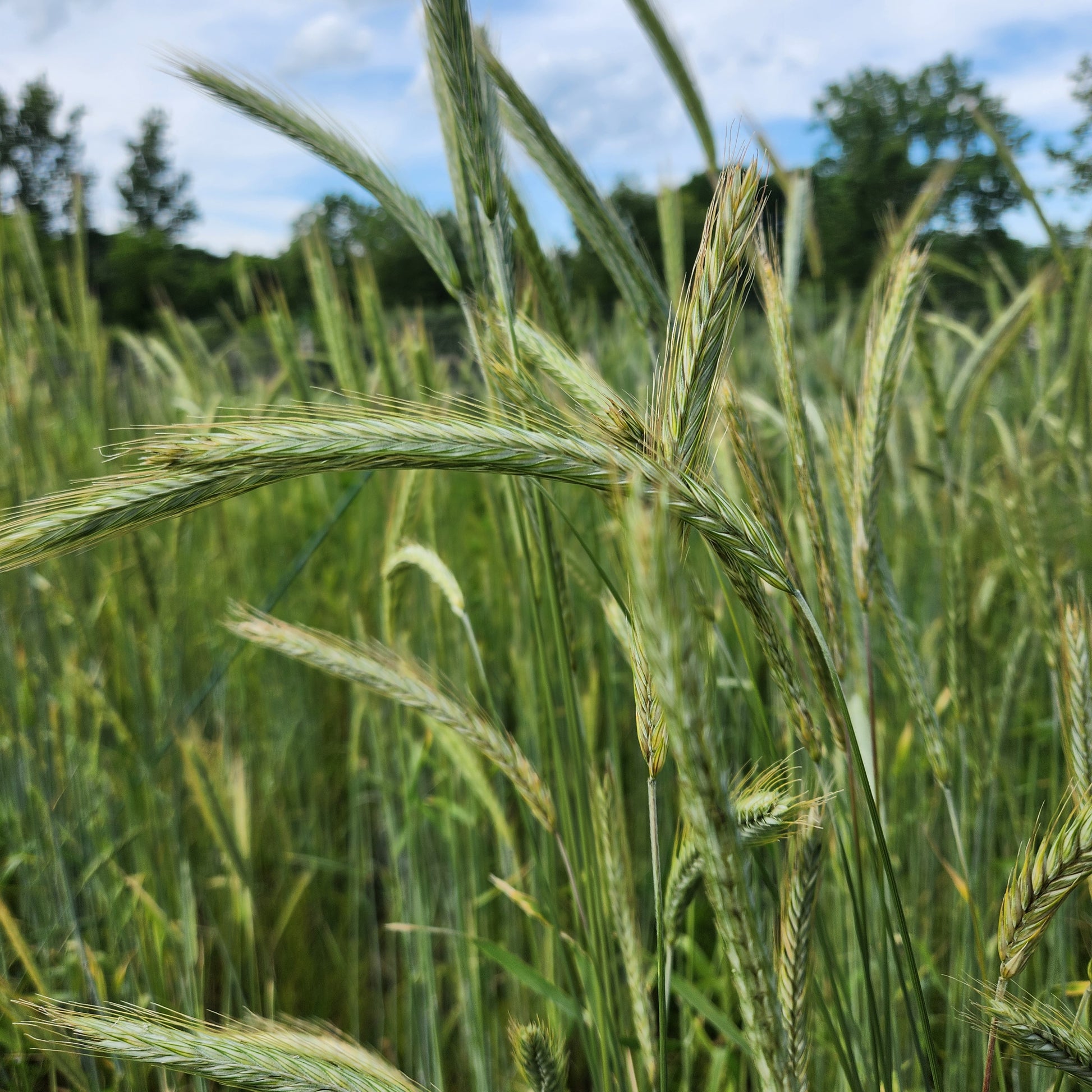 rye seeds for planting Rosen Rye
