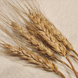 Vavilov Winter Wheat