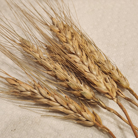 Vavilov Winter Wheat