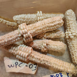 White Parching Corn (selecting for seed stock)