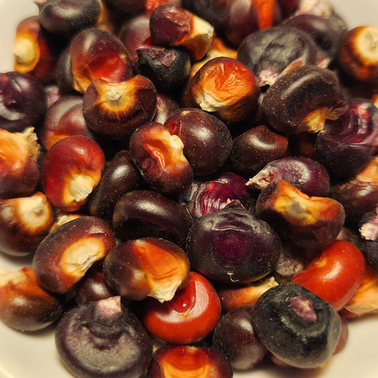 seeds of Homestead Maroon Flint Corn
