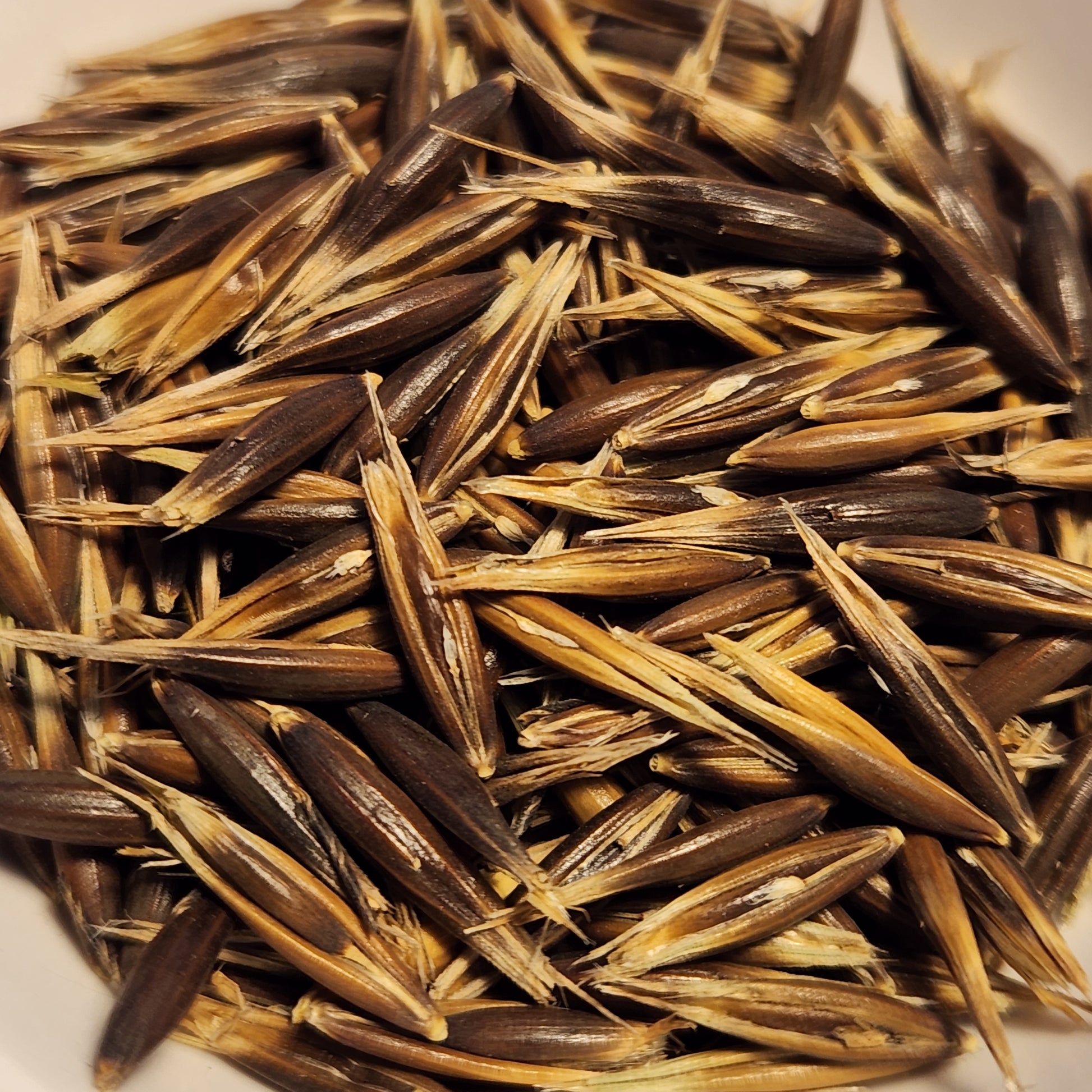 Hardy Prolific Black Winter Oats seeds