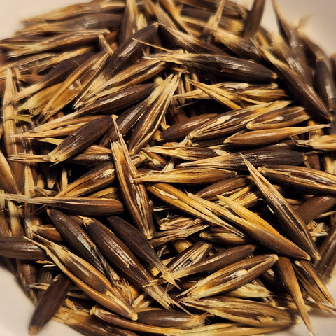 Hardy Prolific Black Winter Oats seeds