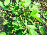 Little August peanut plant flowering.