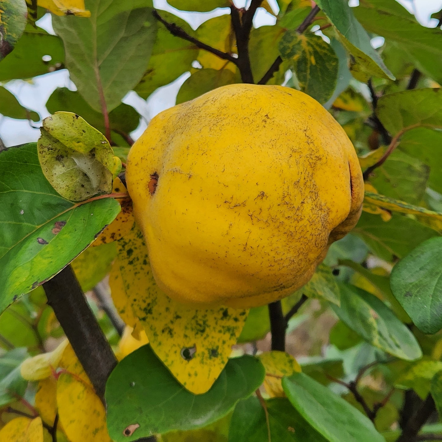 European Quince