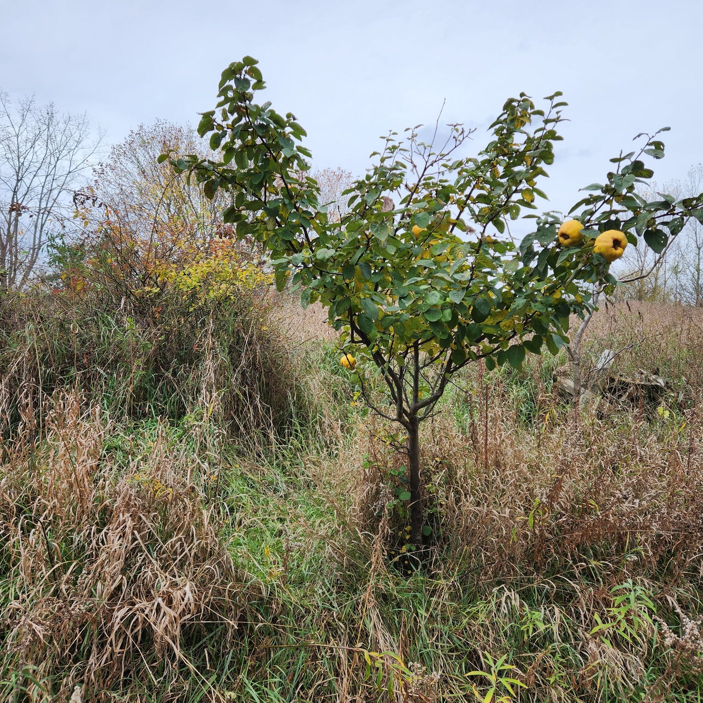European Quince