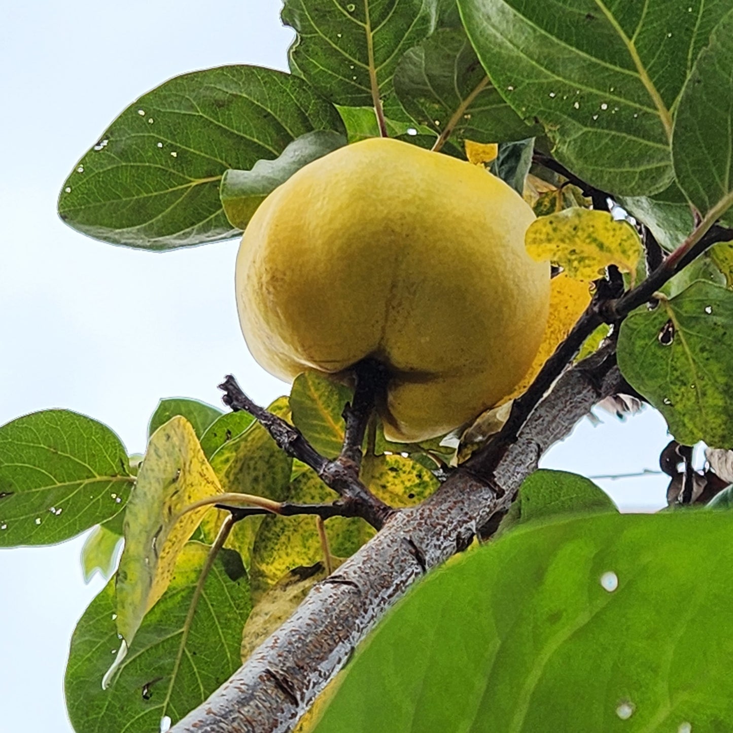 European Quince
