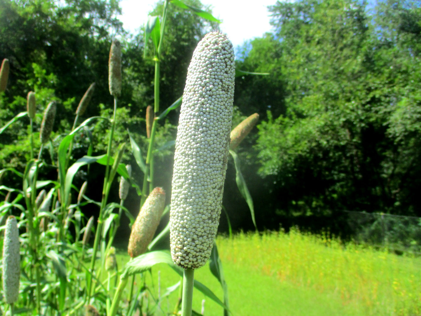 A near perfect head of Dagbon millet.