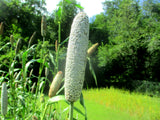 A near perfect head of Dagbon millet.