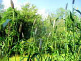 Dagbon Grey Pearl Millet nearing maturity.