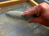 Threshing Dagbon Grey Pearl Millet by rubbing over a mesh screen.