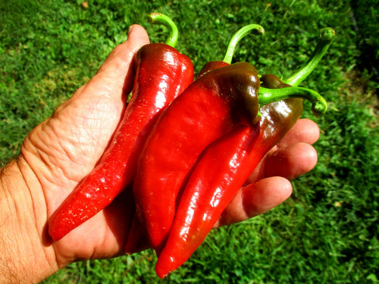 Walatowa Chili Pepper
