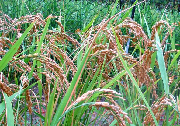 Kashmir Red Rice – Great Lakes Staple Seeds