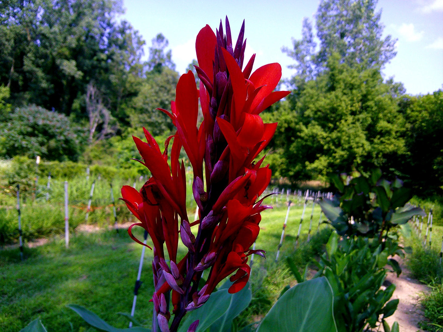 Canna Lily (Canna indica)
