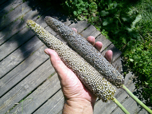 Naada Pearl Millet