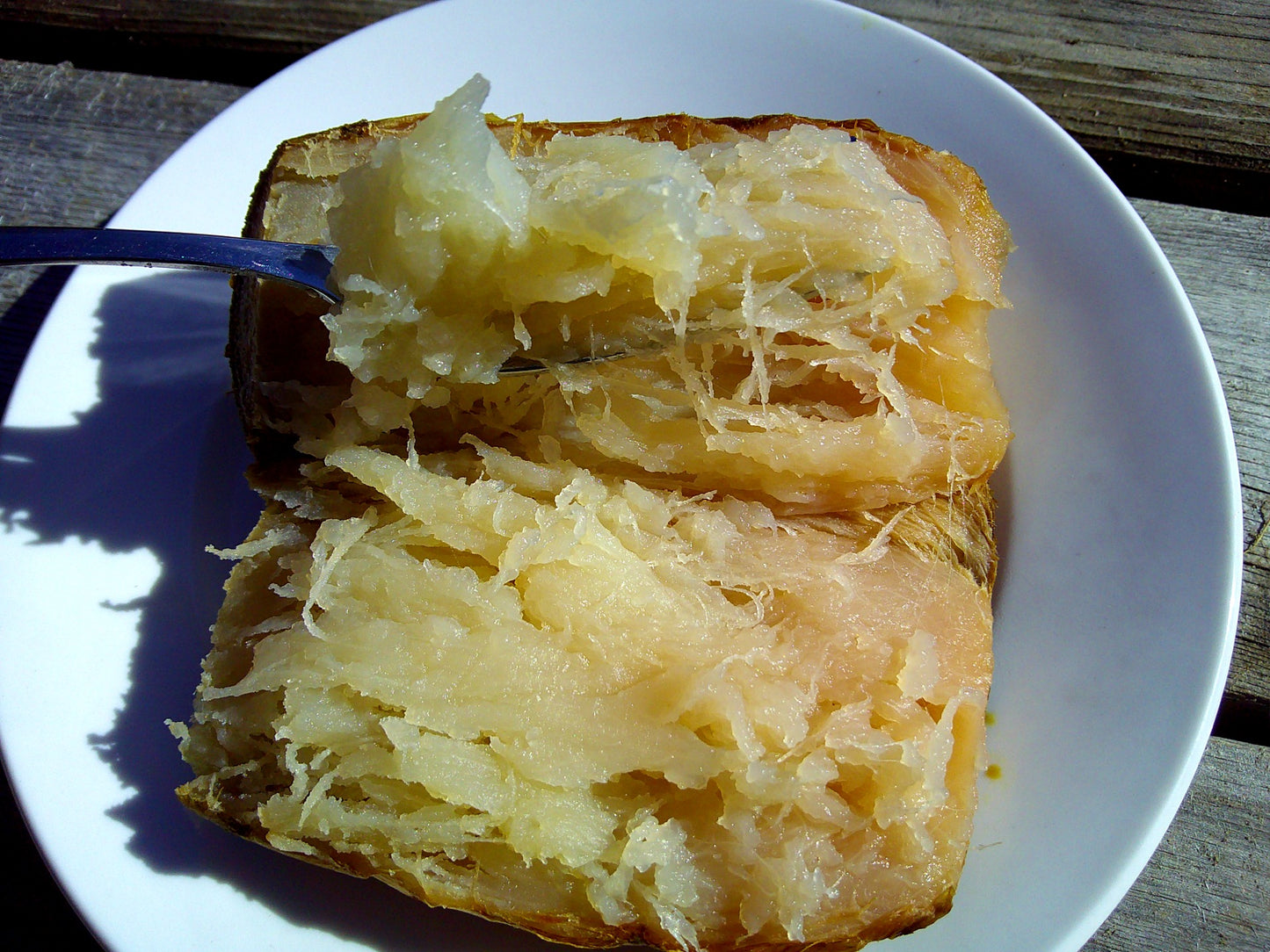 Canna Lily (Canna indica)