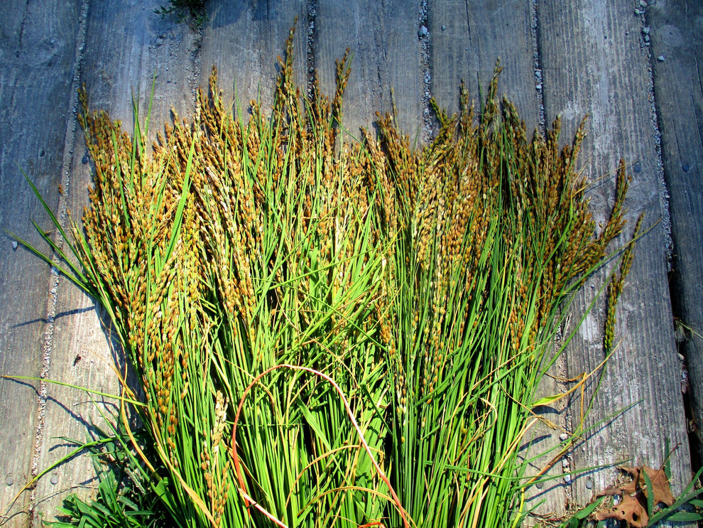 Akamuro Rice – Great Lakes Staple Seeds