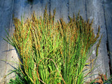 Akamuro harvested and ready to be hung in the drying shed.