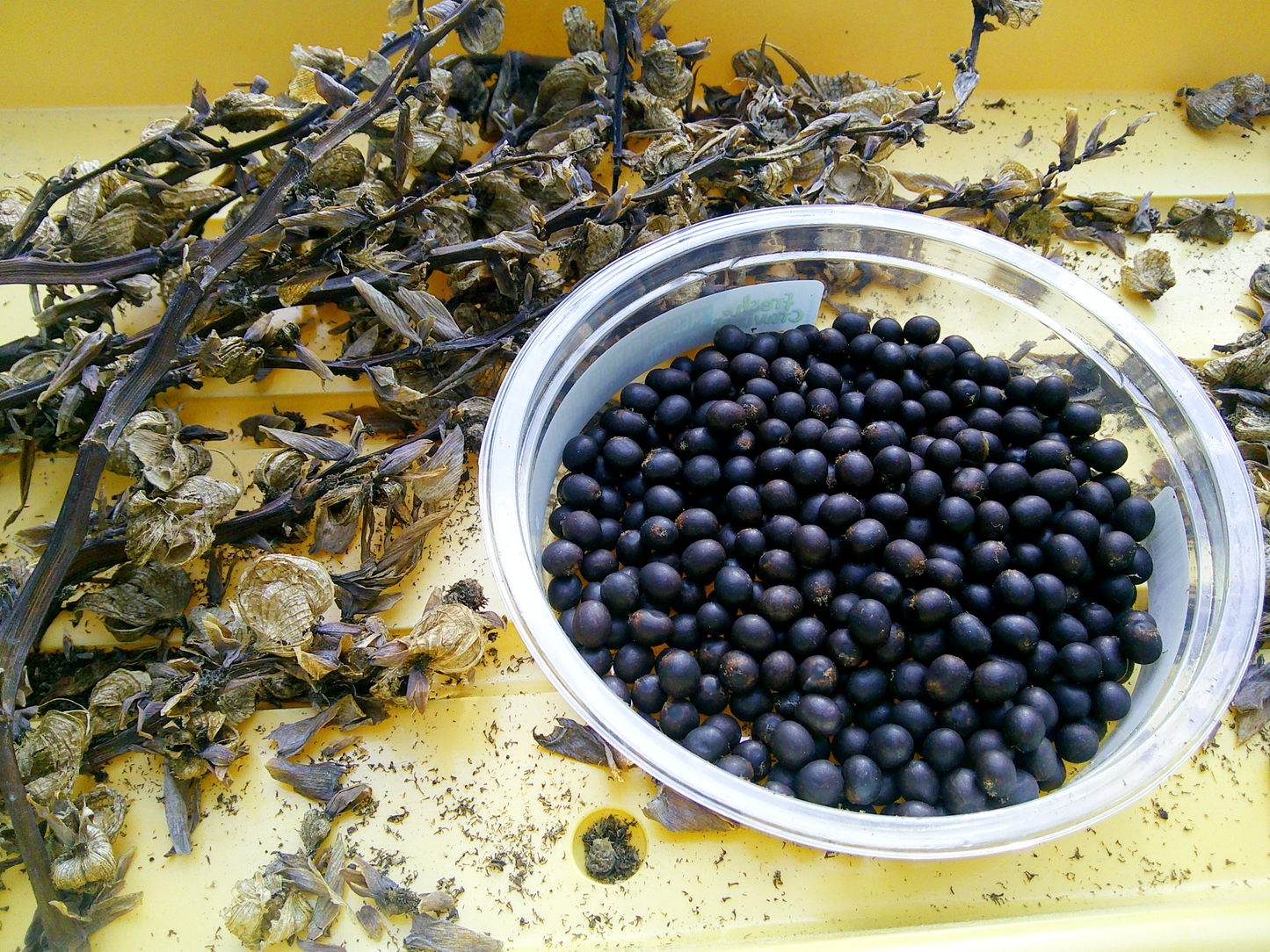 Canna Lily (Canna indica)