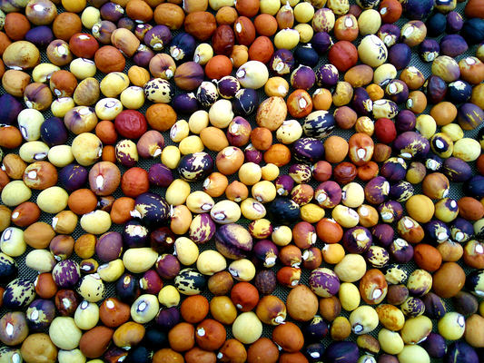 Bambara Beans