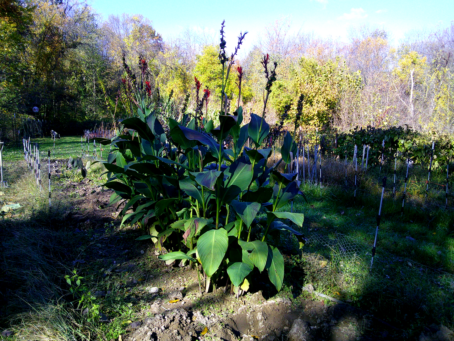 Canna Lily (Canna indica)