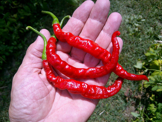 Sirarakhong Hathei Chili Pepper