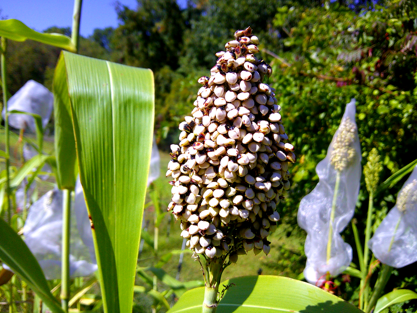 Korjaj Sorghum