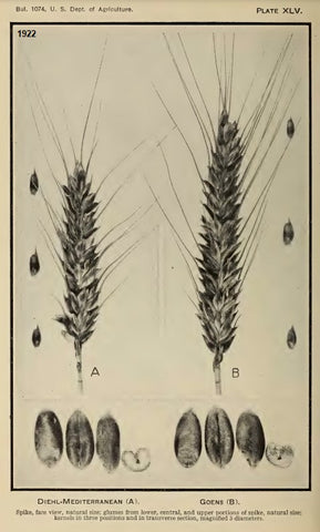 Spikes and kernels of Goens - a soft red winter wheat cultivar shown in the USDA's 1922 Bulletin 1074 (also shown Diehl-Mediterranean)