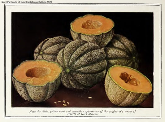 Morrill's Hearts of Gold Cantaloupe
